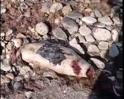 Ситуацию с мертвыми тюленями в Актау прокомментировали в областном управлении рыбной инспекции