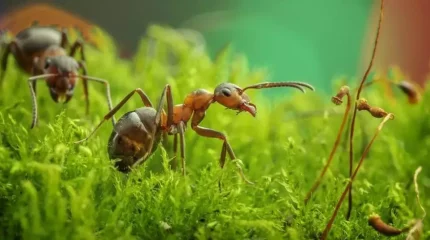 Жер бетінде қанша құмырсқа бар? Ғалымдар санады
