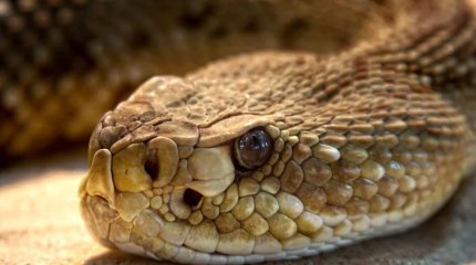 Алматы облысында жылан шаққан тоғыз жасар бала ауруханада көз жұмды