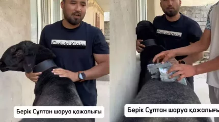 15 миллион теңгеге сатылған қошқар жұртты таңғалдырды