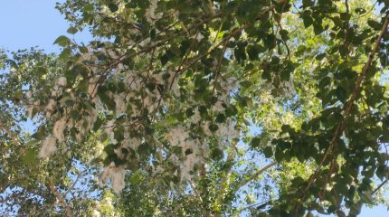 ШҚО құтқарушылары күн сайын 10-ға жуық рет мамықты шарпыған өртті сөндіруге барады