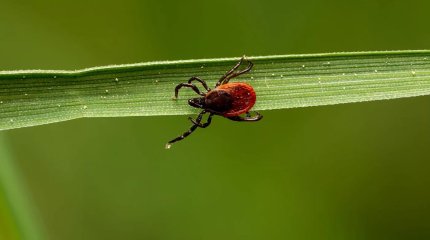Клещи атаковали жителей восточного Казахстана