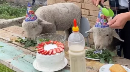 "Менің туған күнімнен күшті": қозыларына арнап торт пісірген қызға жұрт сүйсінді