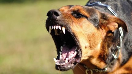 В Уральске пятый день отлавливают собаку, которая прокусила ногу девочки до кости