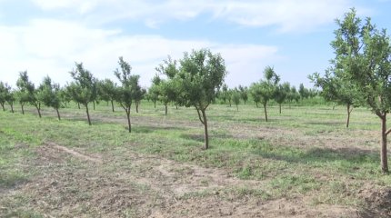 Қызылорда облысында 200 мың гектар жер мемлекет меншігіне қайтарылады