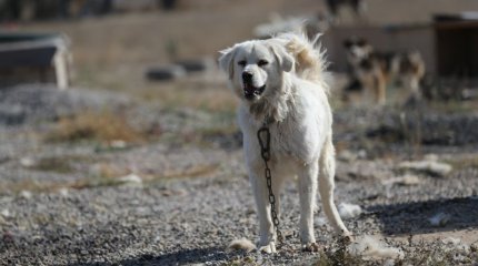 Жетісу облысында жыл басынан 374 адамды ит қапқан