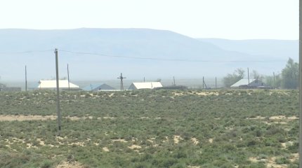 Ақтөбе облысы шегірткеден зардап шегіп отыр