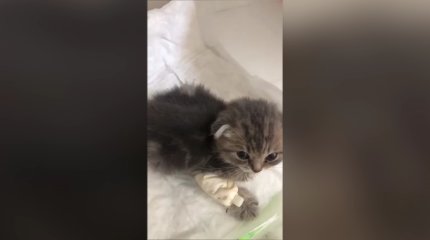 50-ден астам елордалық ауру мысық сатып алған