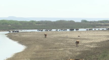 Полчища саранчи атаковали район в Актюбинской области