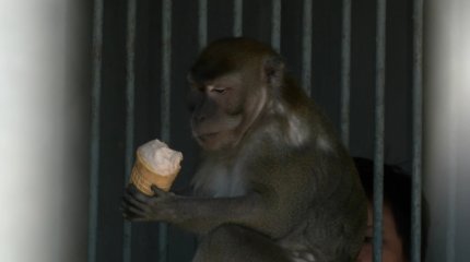 Чай и пломбир: чем кормят в жару животных в карагандинском зоопарке