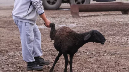 Құрбан айтта шалынған малдың қанын баланың маңдайына жағу қандай ырым?