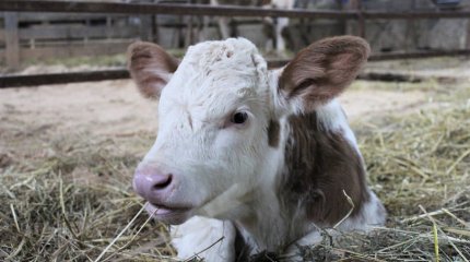 Вспышка бруцеллеза в селе Костанайской области: врачи вводят ограничения