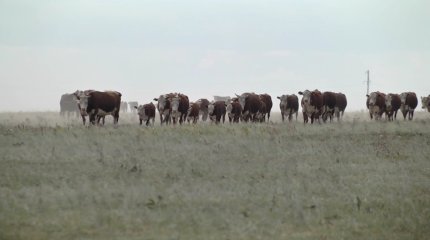 Павлодар облысында биыл 7 ауданның халқы малға қысқы азық дайындай алмай қалуы мүмкін