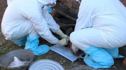 Жамбылда сібір жарасынан бір ауыл карантинге жабылды