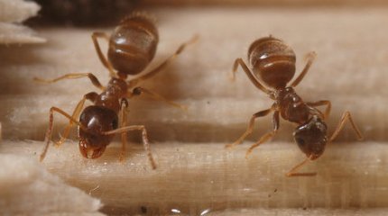 Муравьи из Узбекистана могут оставить Великобританию без электричества
