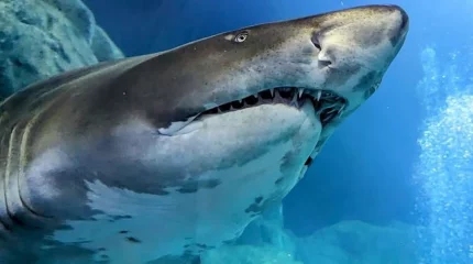 Ресейлік азаматты жеп қойған акуланы мысырлықтар аулап алды