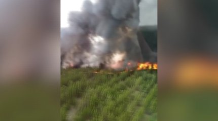 Үш орманшы қаза тапты: Президент шұғыл тапсырма берді