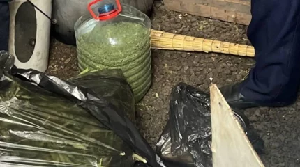 Қарағанды облысының полицейлері есірткі өсірген тұрғынды анықтады