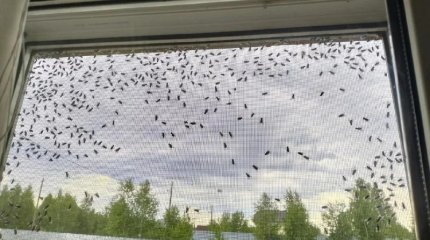 В граничащей с Казахстаном Челябинской области нашествие мух (видео)