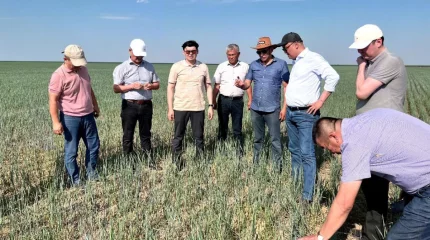 Шегіртке қаптаған Қостанайда зиянкестермен күреске 31 техника жұмылдырылды