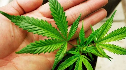 Полиция қызметкерлері 24 нарколабораторияның көзін жойды