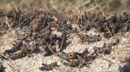 Саранча добралась до Костаная, - инспекторы МСХ РК