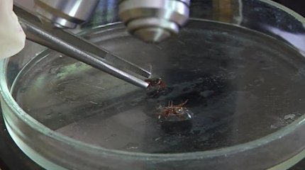 Түркістан облысында қырым қанды қызбасынан бір жасөспірім қайтыс болды