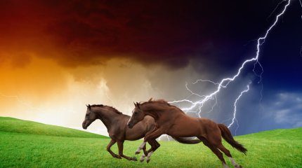 Жамбылда табиғаттың тосын мінезінен 30-ға жуық жылқы арам қатты