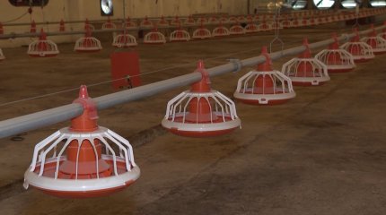 Биыл Ұлытау облысындағы алғашқы құс фабрикасы жұмыс істей бастайды