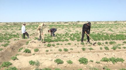 Члены партии «AMANAT» ознакомились с работой трудовых бригад в Кызылординской области