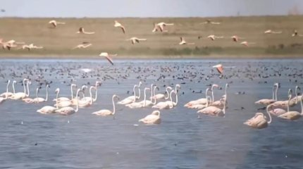 Горит Коргалжынский заповедник