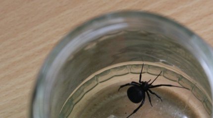 О нашествии каракуртов рассказали сельчане на западе Казахстана