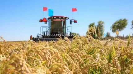 "125 гектар күріштік күйіп кетті". Сырбойылық шаруалар шығынға батуы мүмкін