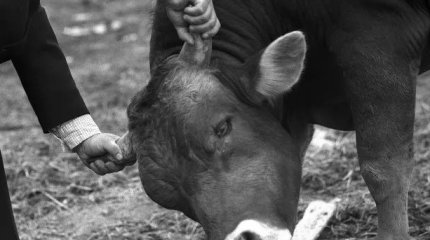 Необычную спасательную операцию пришлось провести ЧСникам Риддера