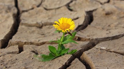 Павлодар облысындағы төрт ауылға қуаңшылық қаупі төніп тұр