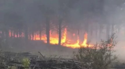 Пожар в «Ертіс орманы»: площадь увеличилась до 800 га, стихия изменила направление