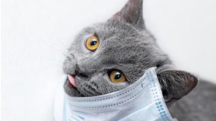 Казахстанцы подозревают распространение кошачьего коронавируса в стране