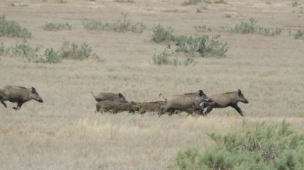 Семью кабанов запечатлели в экологическом парке Алты-Сай