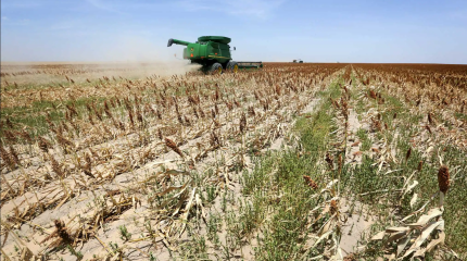 Қызылордада егіс алқаптары құрғап жатыр