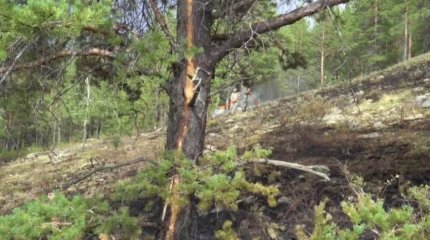 Бурабайда найзағай разрядынан орман өртенді