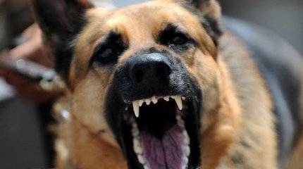 Бродячие собаки терроризируют сельчан в ЗКО