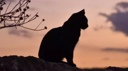 Польшада мысықтардан құс тұмауы анықталды