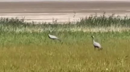 Редких краснокнижных птиц заметили в Бурабае