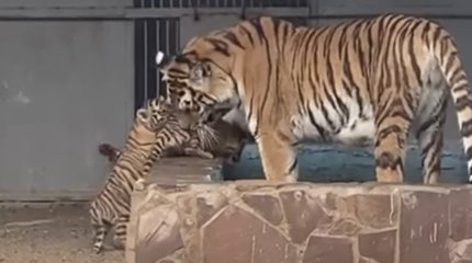 Казахстанцы выбирают имена для родившихся тигрят в Карагандинском зоопарке