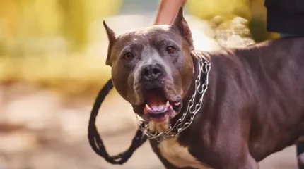 "Мән бермеген". Аяғын ит қауып алған тұрғын 5 айдан кейін қайтыс болды