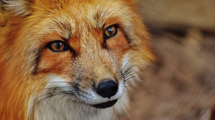 Құтырма ауру: Ақтөбе облысында карантин жарияланды