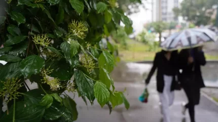 Демалыс күндері елімізде ауа райы қандай болады?