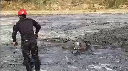 Телёнка вытащили из трясины спасатели ВКО