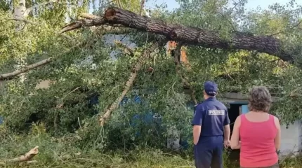 ШҚО-ның Глубокое ауданында күшті желден ағаштар құлап, көшелер жарықсыз қалды