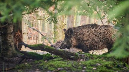 Берлин төңірегін шулатқан жабайы аң арыстан емес, қабан болып шықты